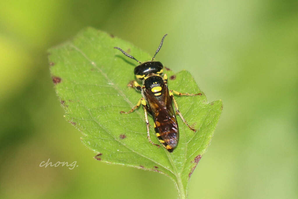 Philanthus notatulus