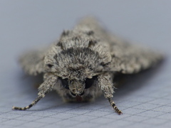 Acronicta impleta