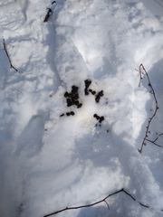 Odocoileus virginianus