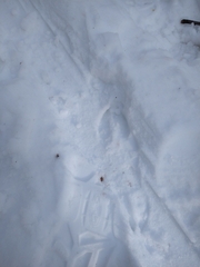 Odocoileus virginianus