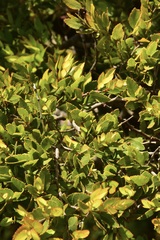 Nothofagus dombeyi
