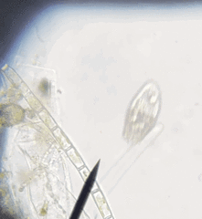 Colepidae