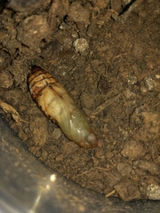 Theretra oldenlandiae