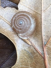 Triodopsis hopetonensis