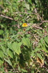 Wedelia calycina