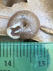 Triodopsis hopetonensis