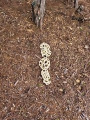 Ileodictyon cibarium