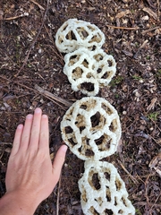 Ileodictyon cibarium