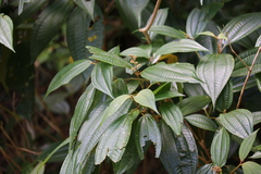 Miconia laevigata