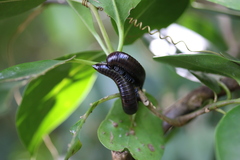 Trigoniulidea