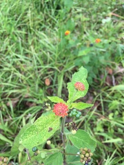 Lantana horrida