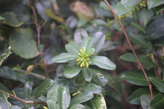 Cestrum citrifolium