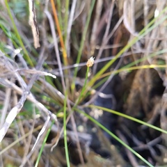 Eleocharis geniculata
