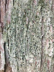 Bacidia schweinitzii