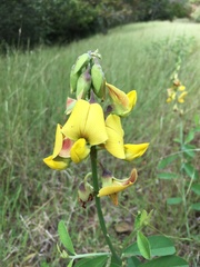 Crotalaria retusa