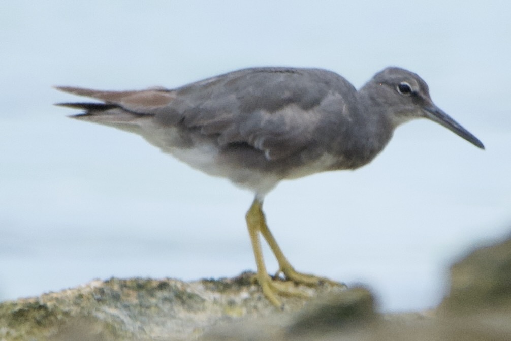 Wandering Tattler