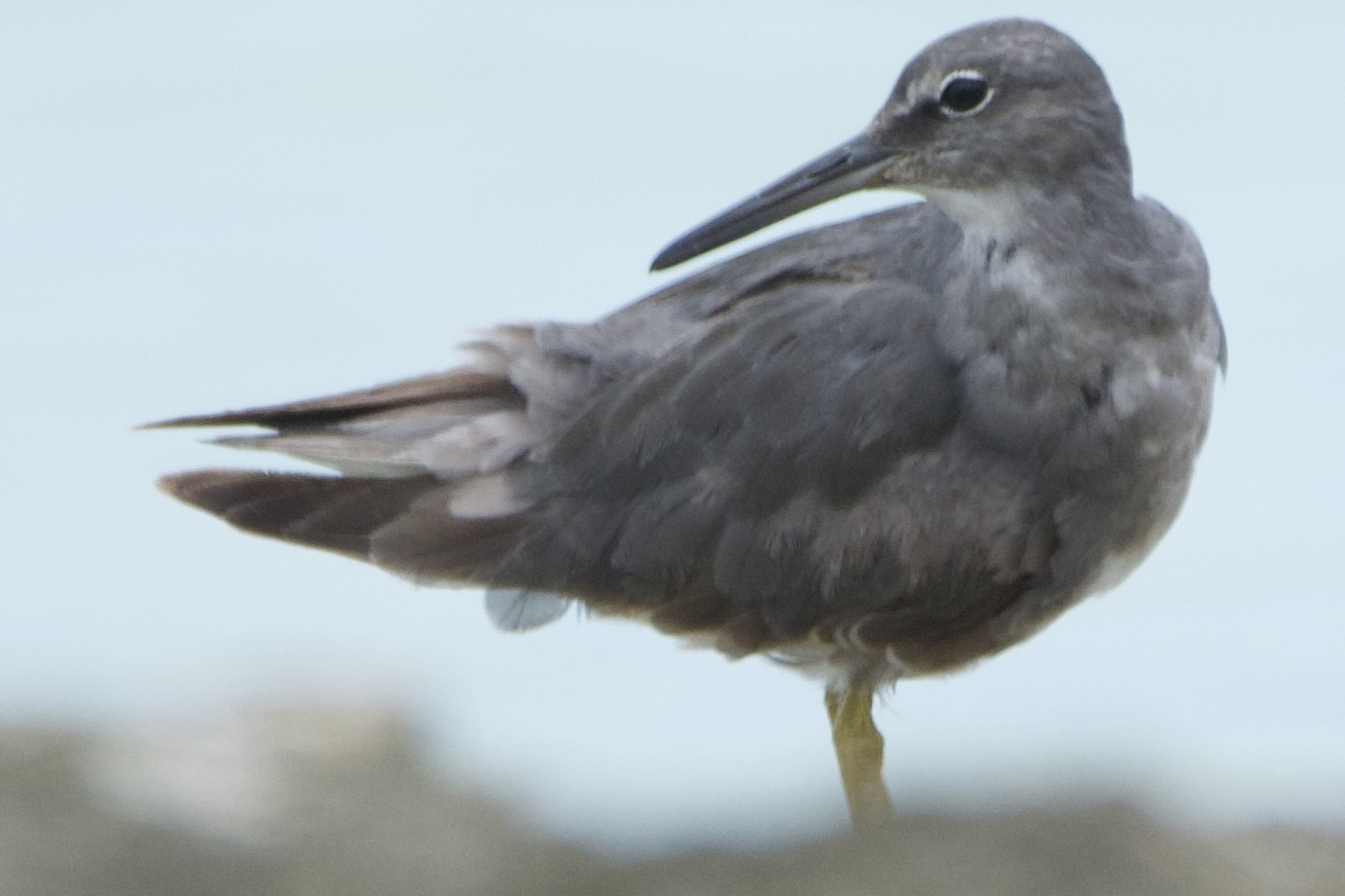 Wandering Tattler