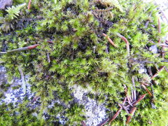 Racomitrium elongatum