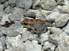 Eleutherodactylus flavescens