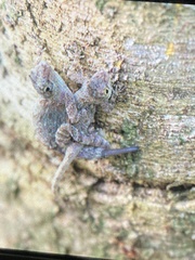 Anolis distichus