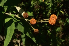 Buddleja globosa