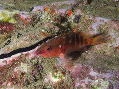 Hypoplectrodes maccullochi