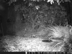 Didelphis virginiana