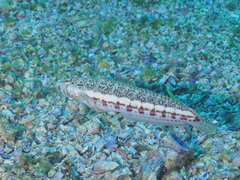 Parapercis stricticeps