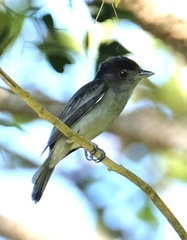 Pachyramphus