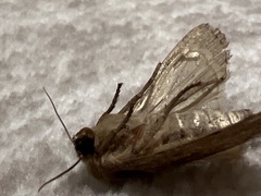 Ufeus satyricus