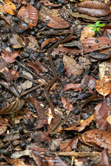 Dendrophidion dendrophis