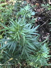 Artemisia verlotiorum