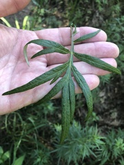Artemisia verlotiorum