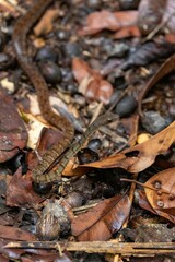 Dendrophidion dendrophis