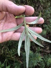 Artemisia verlotiorum