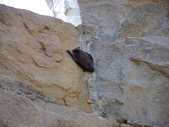 Pipistrellus