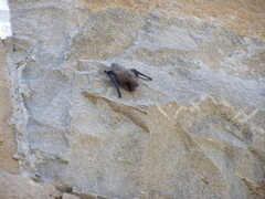 Pipistrellus