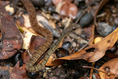 Dendrophidion dendrophis