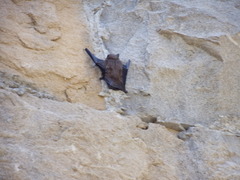 Pipistrellus