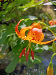 Lilium pardalinum pardalinum