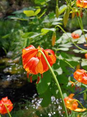 Lilium pardalinum pardalinum