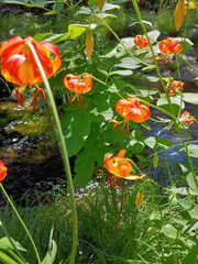 Lilium pardalinum pardalinum