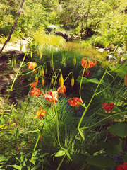 Lilium pardalinum pardalinum