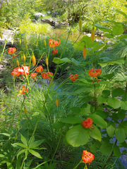 Lilium pardalinum pardalinum
