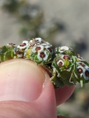 Euphorbia leucophylla