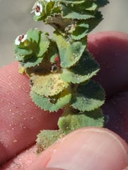 Euphorbia leucophylla