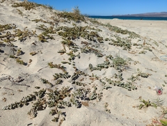 Euphorbia leucophylla