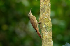 Xiphorhynchus ocellatus