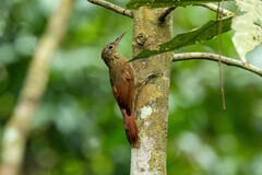 Xiphorhynchus ocellatus