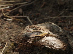Liolaemus cyanogaster